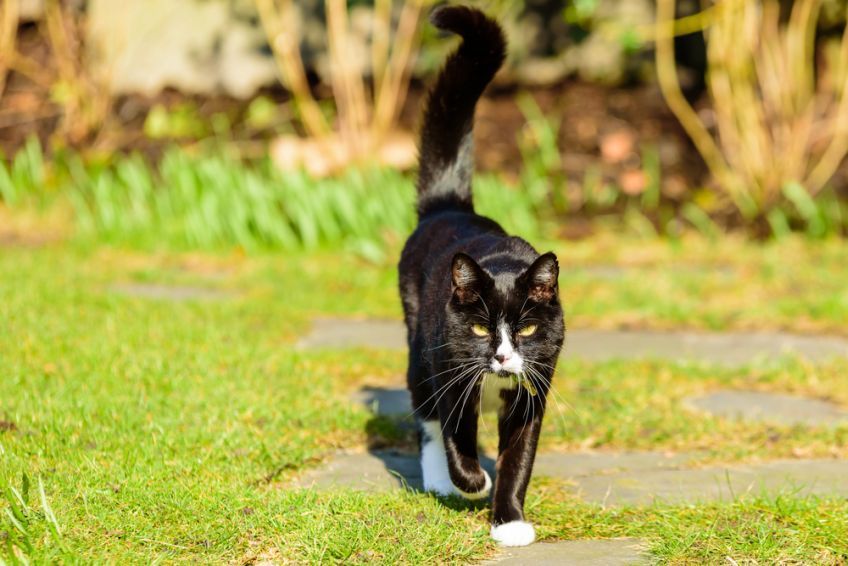czego uczą nas koty