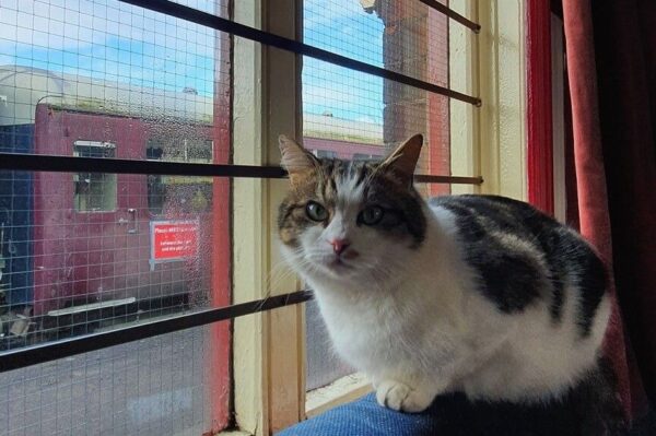 Kot mieszkający na stacji godnie zastępuje poprzednika.