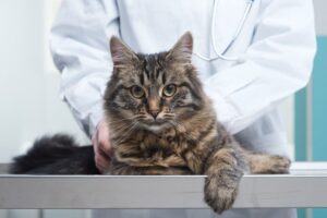 przeszczep narządów u kota