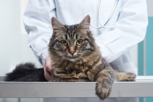 przeszczep narządów u kota