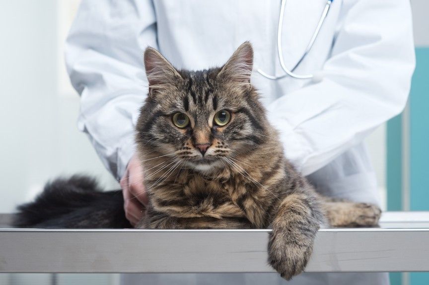 przeszczep narządów u kota