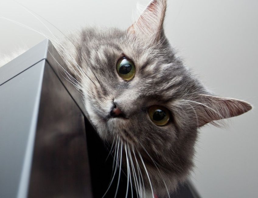 kot nizinny czy wysokopienny