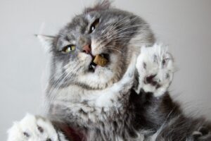 Koty na dachu wykorzystują szklany sufit by przyglądać się życiu sklepu. Nie ma chwili, w której by nie czuwały. To musi być męczące...