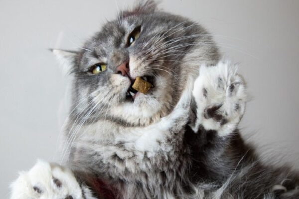 Koty na dachu wykorzystują szklany sufit by przyglądać się życiu sklepu. Nie ma chwili, w której by nie czuwały. To musi być męczące...