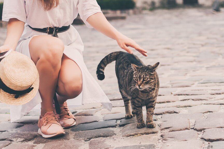 kot wolno żyjący w domu