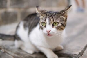 godzina policyjna dla kotów