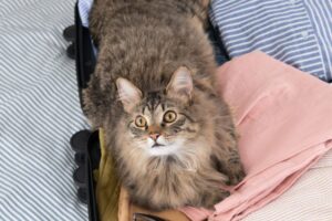 opieka dzielona nad kotem