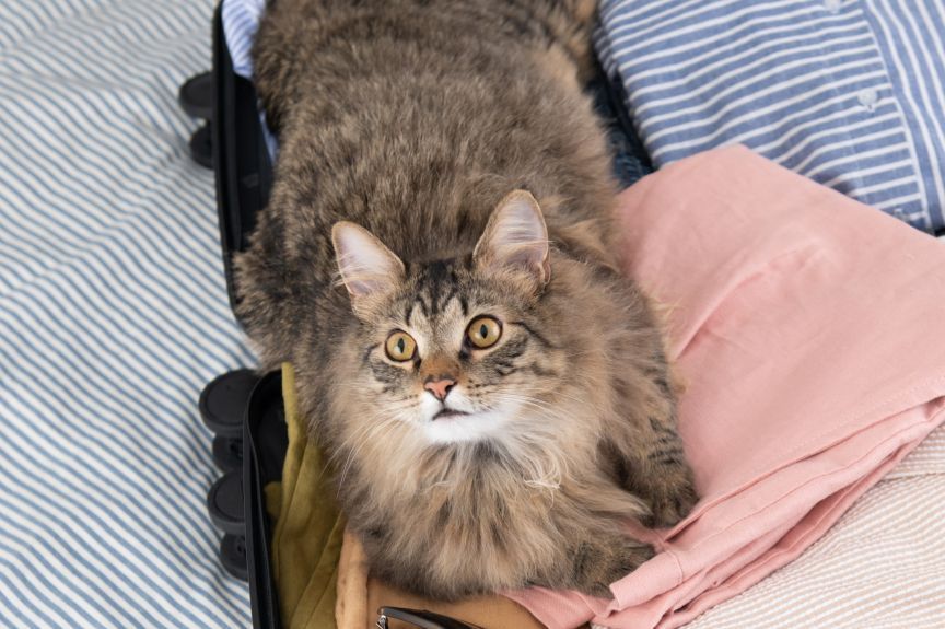 opieka dzielona nad kotem