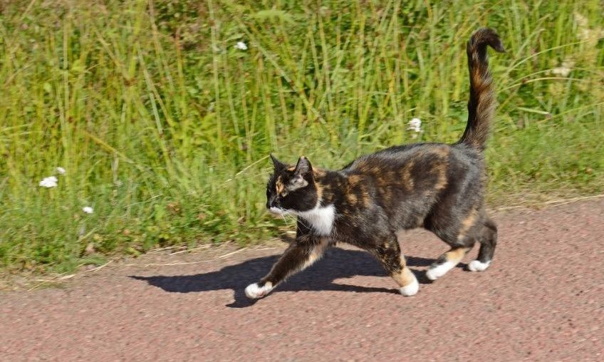 nadajnik gps dla kota