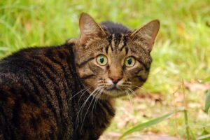 kot zmienia zachowanie