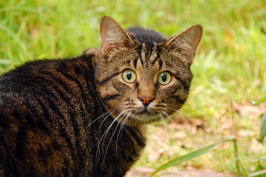 kot zmienia zachowanie