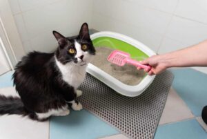 kot nie chce korzystać z kuwety