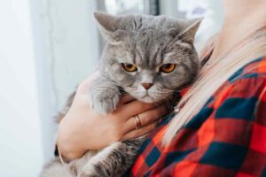 kot nie lubi być brany na ręce