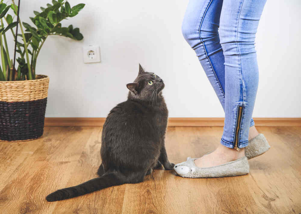 kot nie odstępuje na krok (1).jpg