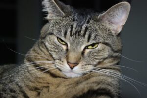 najgorszy kot na świecie