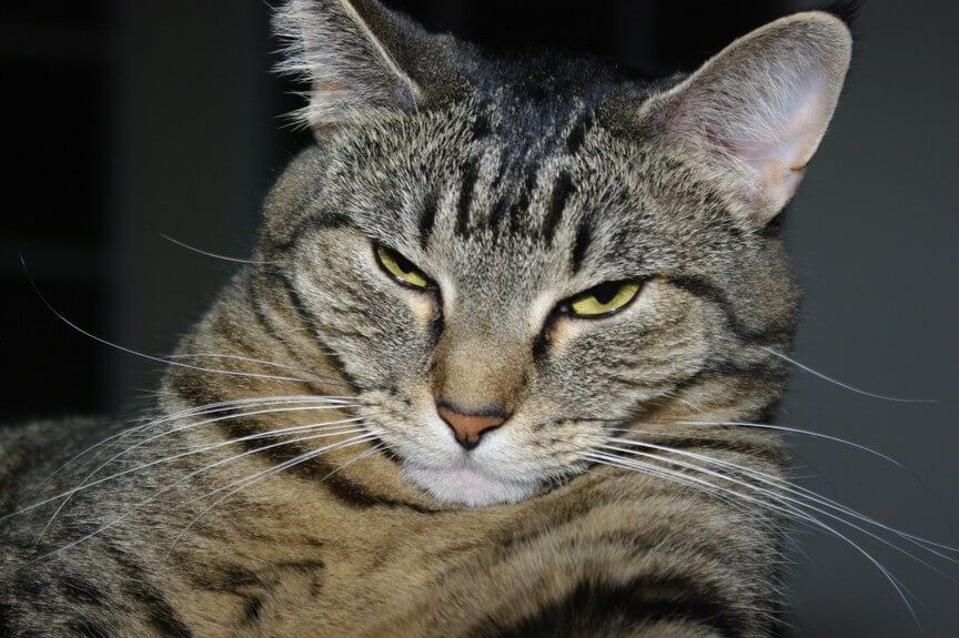 najgorszy kot na świecie