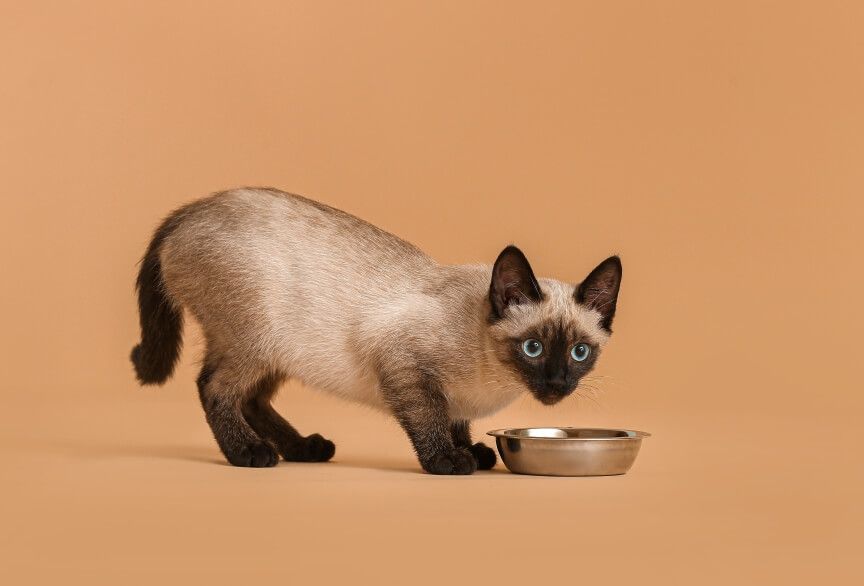 karmienie wybrednego kota