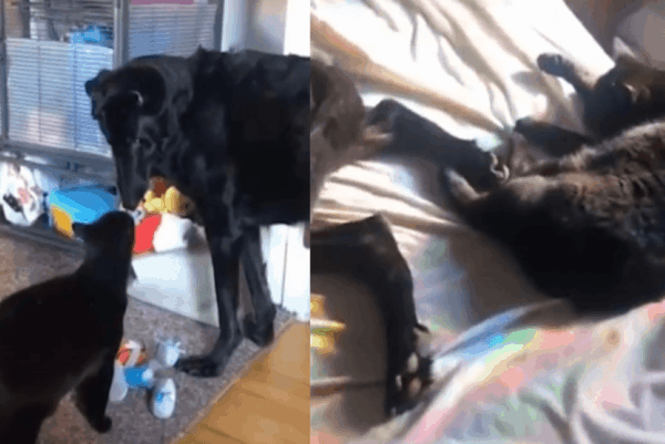 kot pomaga niewidomemu psu