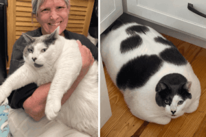 kot o wadze pięciolatka