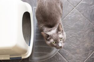 idiopatyczne zapalenie pęcherza u kota