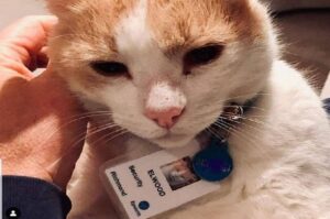 Oto kot pracujący w szpitalu.