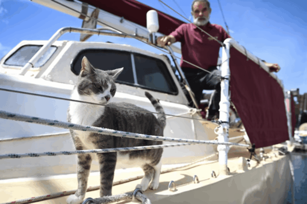 kot oli na pokładzie