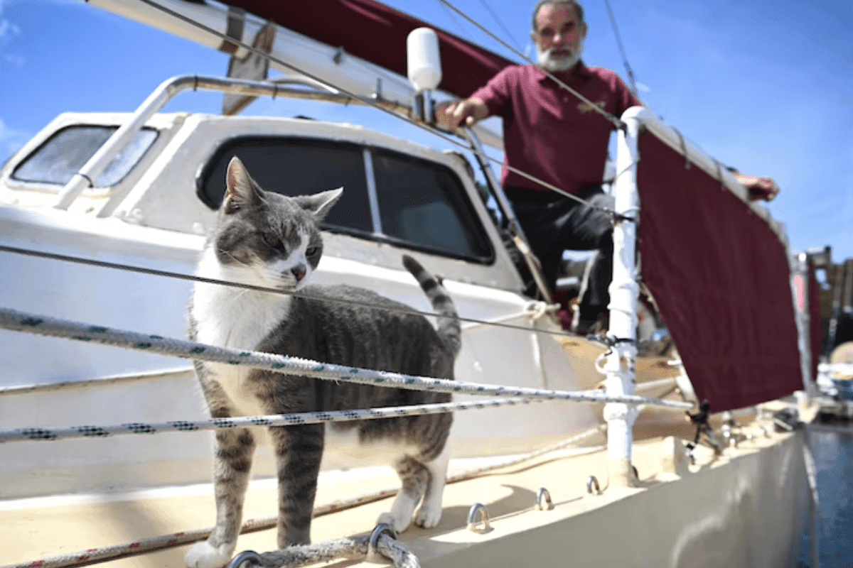 kot oli na pokładzie