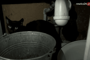 Zmarła pani Krysia. Kto zaadoptuje jej kota?