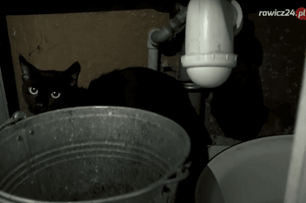 Zmarła pani Krysia. Kto zaadoptuje jej kota?