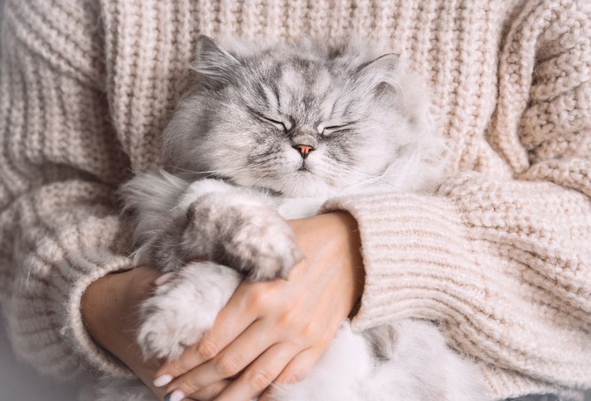 kot perski z opiekunem