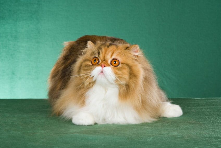 kot perski szylkretowy