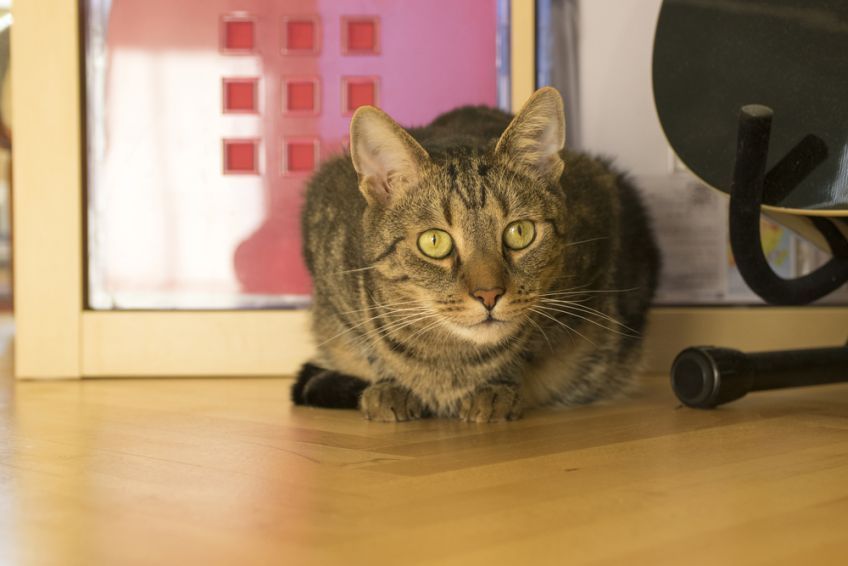 matowa sierść u kota