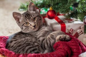 prezenty dla kociarza