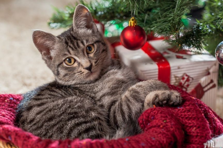 prezenty dla kociarza