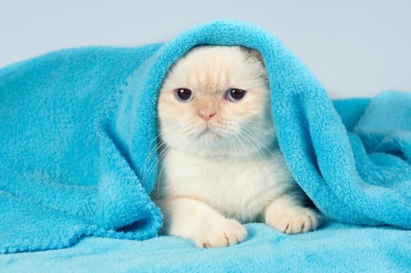 kot chowa się pod kocem