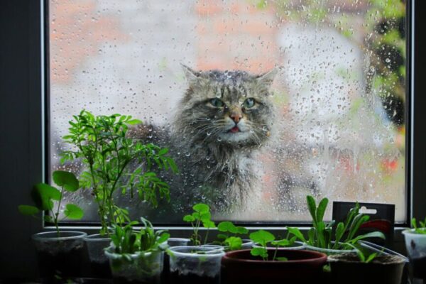 chowają się podczas deszczu