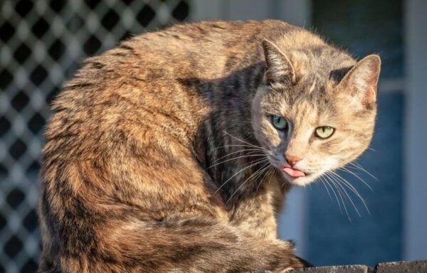 ludzie nie lubią kotów