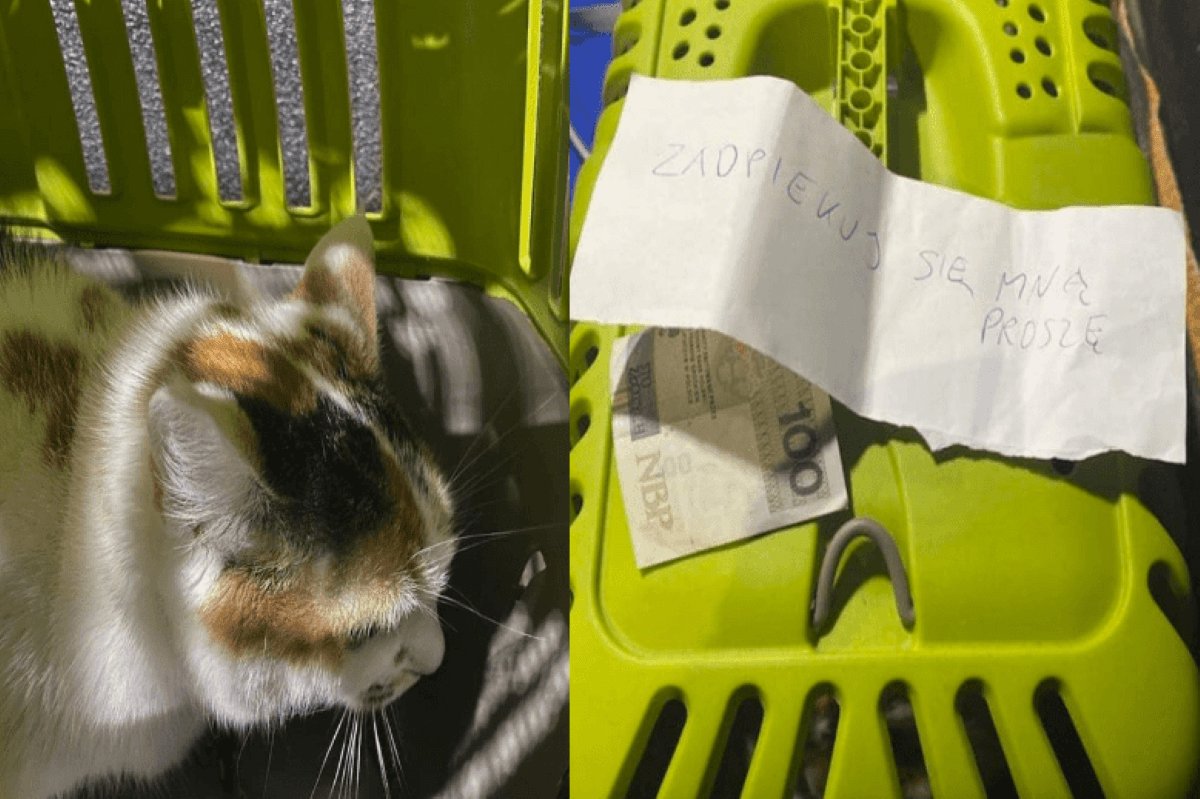 kot porzucony w windzie