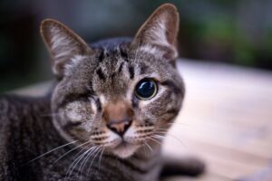 kot postrzelony z wiatrówki