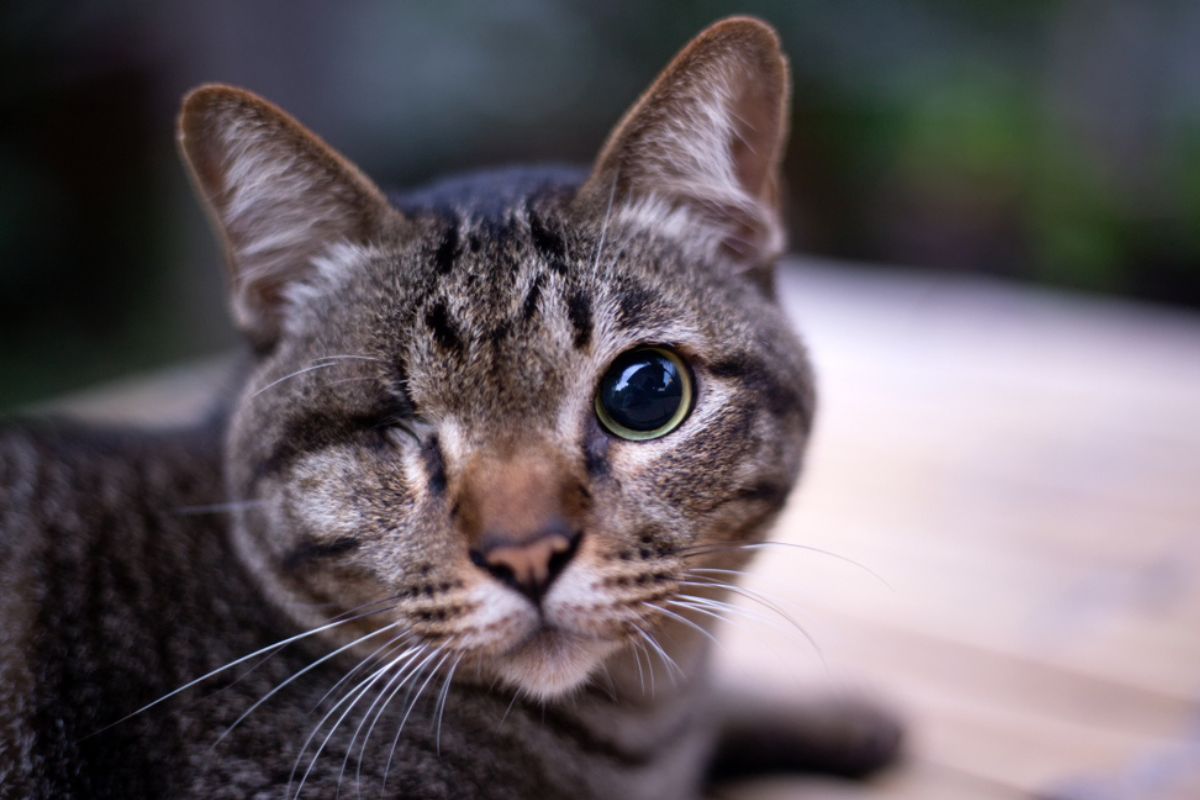 kot postrzelony z wiatrówki