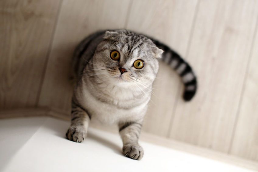 koty stają na dwóch łapach