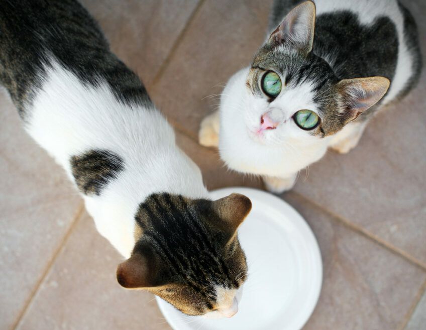 kot prosi o jedzenie