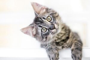 czas rozpocząć zabawę z kotem