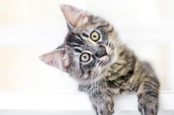 czas rozpocząć zabawę z kotem