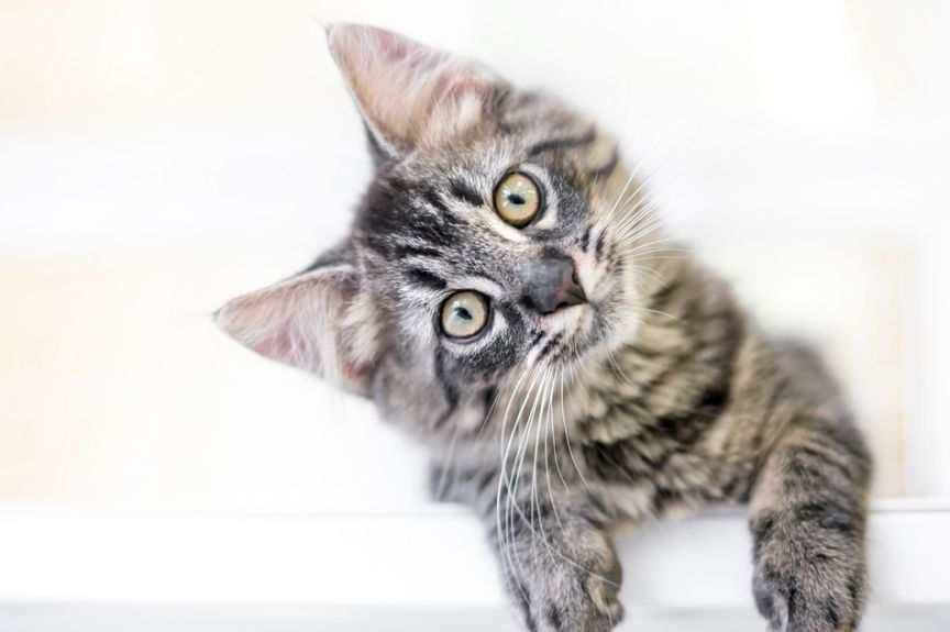 czas rozpocząć zabawę z kotem