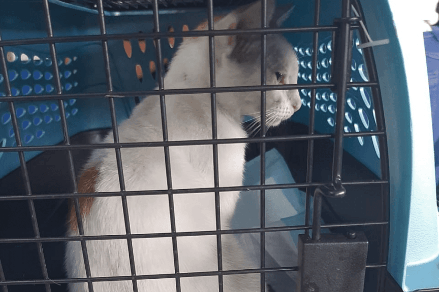 kot przemycał narkotyki