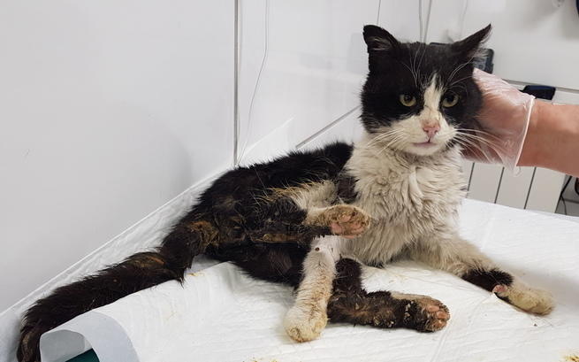 kot przerzucony przez bramę