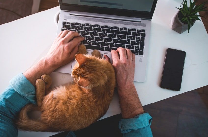 kot przeszkadza-min.jpg