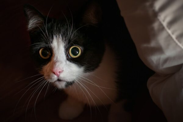 Kot przeżył koszmar po śmierci opiekunki