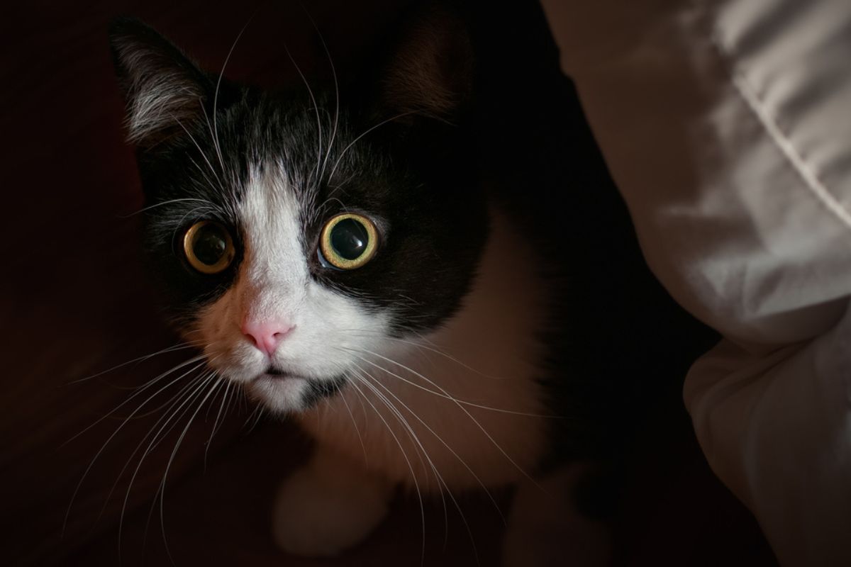 Kot przeżył koszmar po śmierci opiekunki